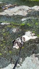 Puppy Cools Off in River