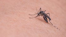5 Mistakes That Are Attracting Mosquitoes to Your Yard