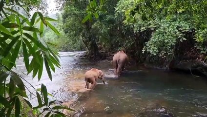 WilWild Elephant   Chasing and Attacks   Compilation   Animal Clips