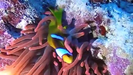 These Strange Fish Look Really Smart! #Plongée #Intelligence #artefamily#@animalfunnyworld21