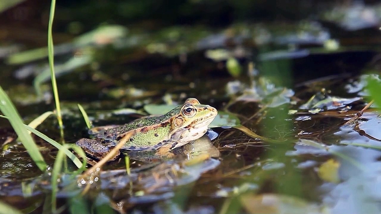 Les grenouilles des cimes-  Guyane française @animalfunnyworld21