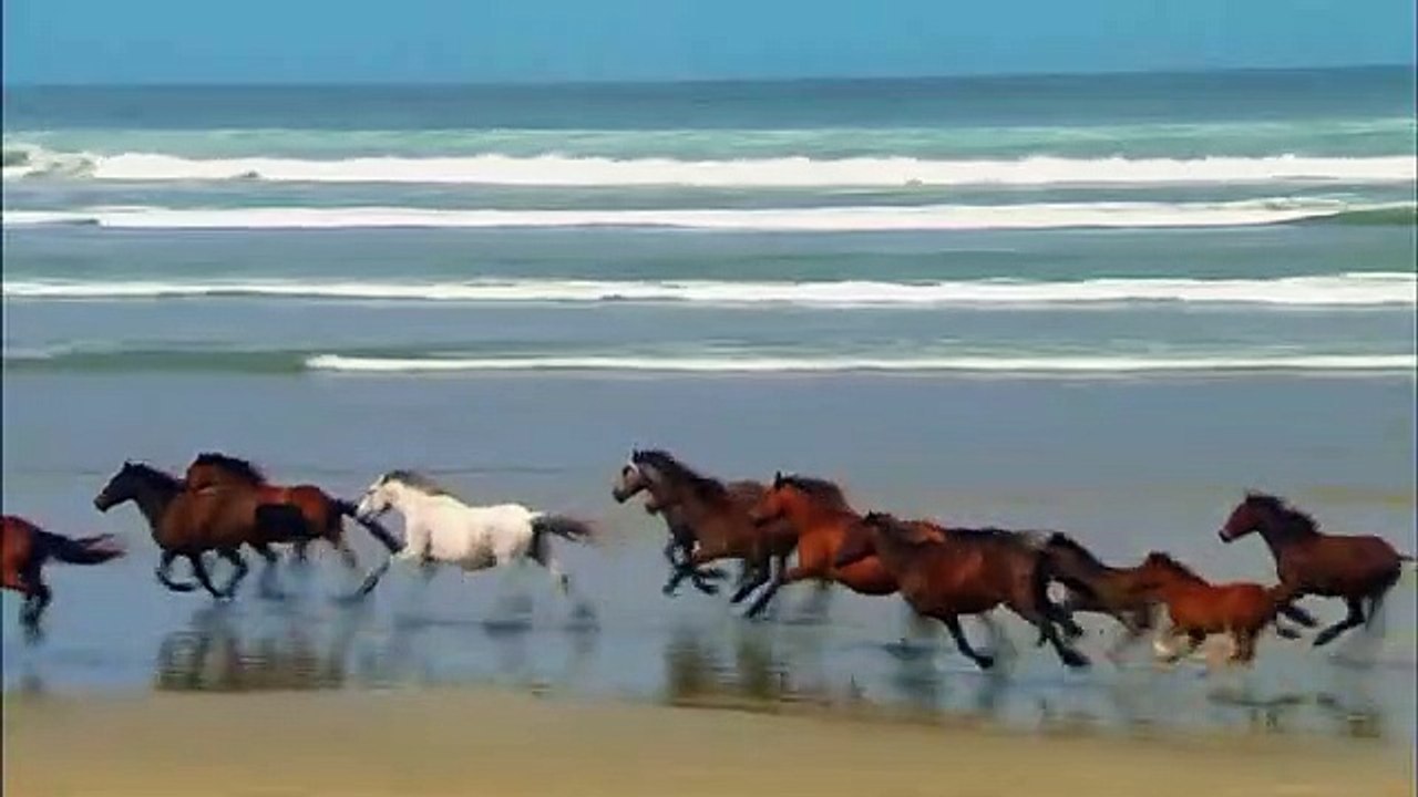 Amazing Scene of Wild Animals  #WildAnimals #RelaxingMusic #ScenicScenes#