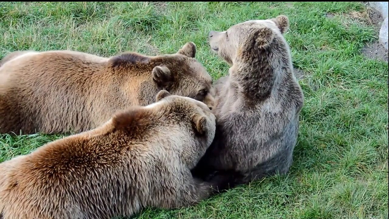 Les ours brun en Alaska au saumon #Les ours #callofthewild #greatone  @animalfunnyworld21