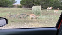 Baby blackbucks(1080P_HD)