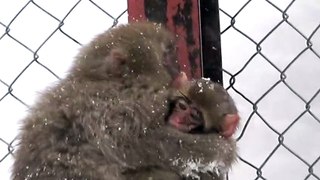 【SNOW MONKEY】☆Babies living in a harsh winter 01☆ ニホンザル _ 地獄谷野猿公苑・志賀高原(1080P_60FPS)