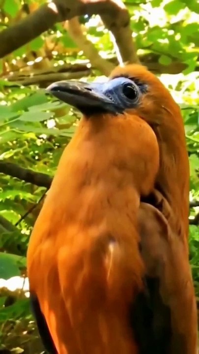 Beautiful Bird