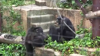 Monkeys Exhibit The Worst Animal Behavior