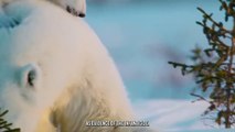 Polar Bear's Head Being Devoured by a Ravenous Polar Bear