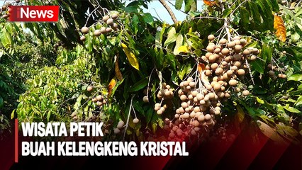 Destinasi Wisata Petik Buah Kelengkeng Kristal di Lumajang