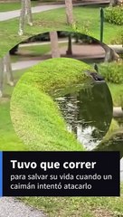 Mira el momento en que un caimán corre para atacar a un pescador