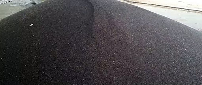 न्यूनतम समर्थन मूल्य पर सरसों खरीद की अंतिम तिथि 24 तक बढ़ाई