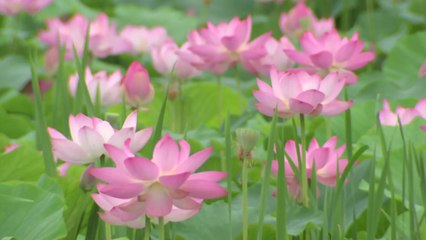 [날씨] 호수 수놓은 분홍 연꽃...충청 이남 다시 장맛비 / YTN