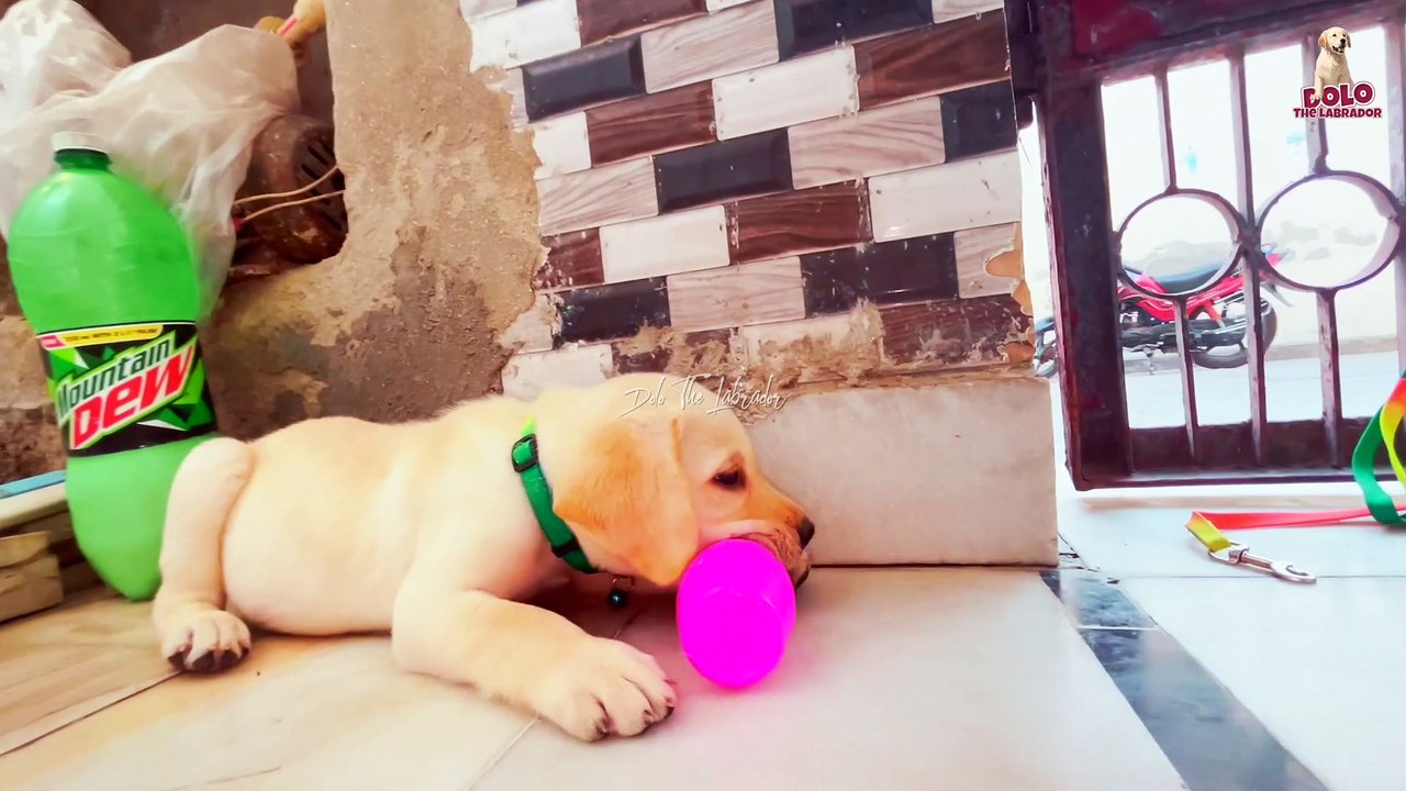 06 Dollo is in a mood to play today || डोलो आज खेलने के मूड में है || Dolo The Labrador PART 3