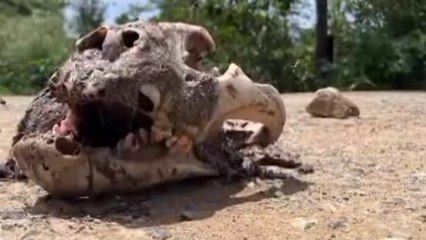 नर्मदापुरमः धंसाई भीम कुंड के पास मिला बाघ का सिर, 11 दिन पहले हुआ था शिकार