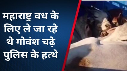 आलोट: गोवंश से भरे पिकअप को पकड़ा, दो आरोपी गिरफ्तार