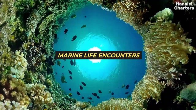 Exploring the Majestic Napali Coast Unforgettable Boat Tours and Scenic Adventures