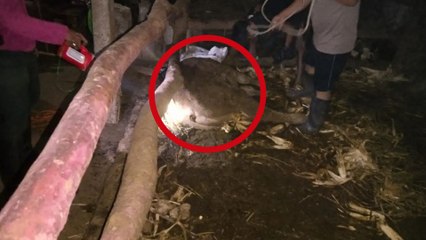 Kronologi Munculnya Antraks di Gunungkidul: Makan Daging Sapi yang Sudah Dikubur