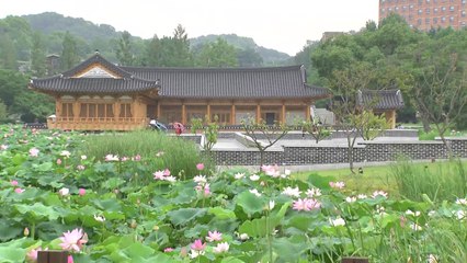 [날씨] 호수 수놓은 분홍빛 연꽃...충청 이남 다시 장맛비 / YTN