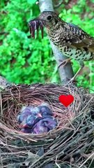 Beautiful video of a mother taking care of her children.