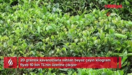 Çay üreticilerine ‘Beyaz çay’ için "Çay tomurcuğu toplayın" çağrısı