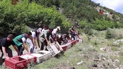 Oltu'da 600 kınalı keklik doğaya salındı