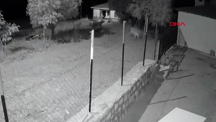 Köpek, evin yakınındaki ayıları uzaklaştırdı