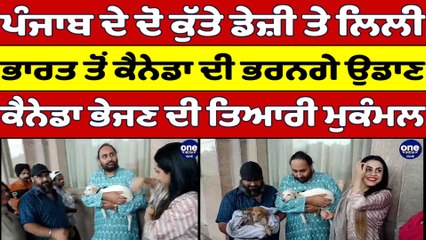 ਪੰਜਾਬ ਦੇ ਦੋ ਕੁੱਤੇ ਡੇਜ਼ੀ ਤੇ ਲਿਲੀ, ਭਾਰਤ ਤੋਂ ਕੈਨੇਡਾ ਦੀ ਭਰਨਗੇ ਉਡਾਣ, ਭੇਜਣ ਦੀ ਤਿਆਰੀ ਮੁਕੰਮਲ|OneIndia Punjabi