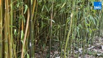 Roland Motte, jardinier : le bambou, choisissez la bonne variété