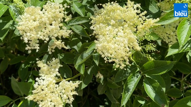 Roland Motte, jardinier : le sureau, dégustez ses fleurs et ses fruits