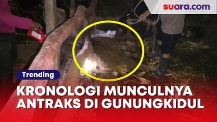 Kronologi Munculnya Antraks di Gunungkidul: Bermula Makan Daging Sapi yang Sudah Dikubur