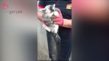 Malatya'da yıkım sırasında enkaz altında kalan yavru kedileri itfaiye kurtardı