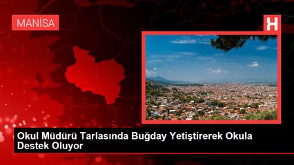 Okul Müdürü Tarlasında Buğday Yetiştirerek Okula Destek Oluyor