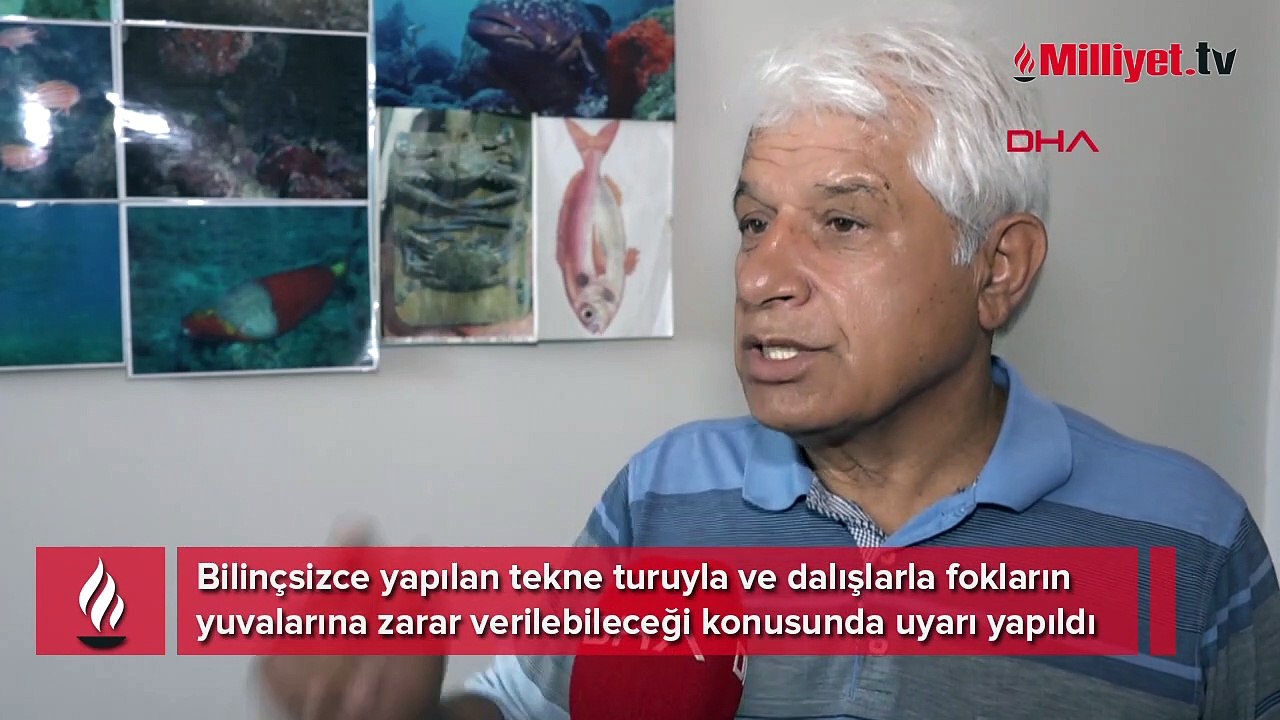 Tekne turuyla fok yuvalarına zarar verilebilir