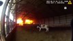 ABD'de polis, yangında mahsur kalan inekleri alevlerin arasından kurtardı