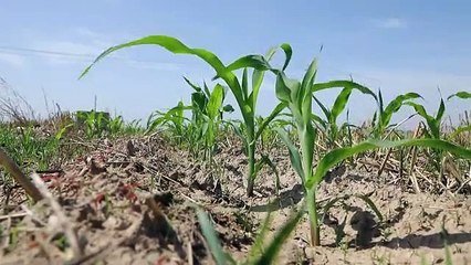 Çin'in Hebei Eyaletinde Kuraklık Nedeniyle Mahsul Etkileniyor