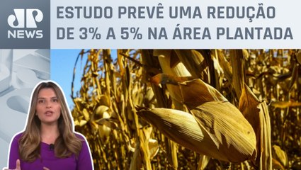 Kellen Severo: Área plantada com milho recuará no Brasil