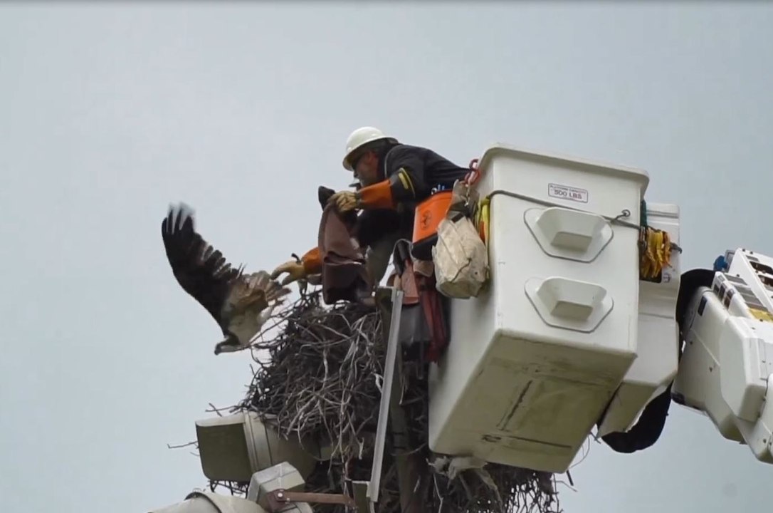 Osprey Rescued After Getting Tethered to Nest By Discarded Fishing