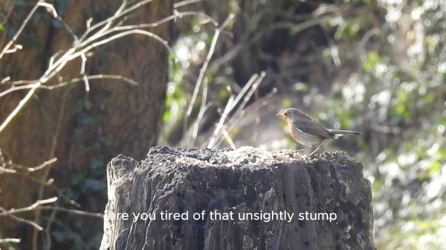 Cheap Tree Trimming Service by Duranchi Tree Service