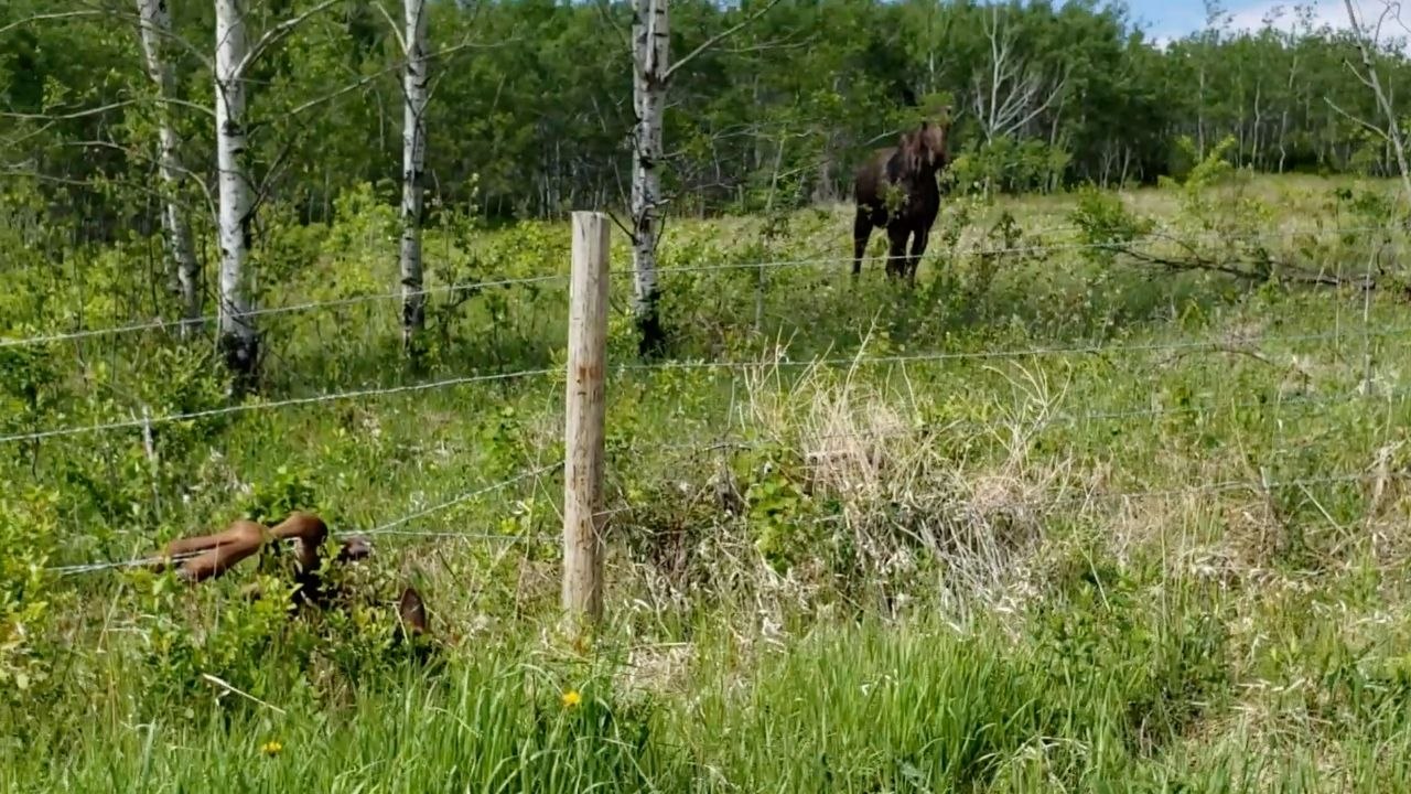 Moose Calf Trapped In Barbed Wire Rescued | Wild-ish TV