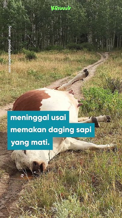 Antraks Gunungkidul Diyakini dari Tradisi Masyarakat Setempat