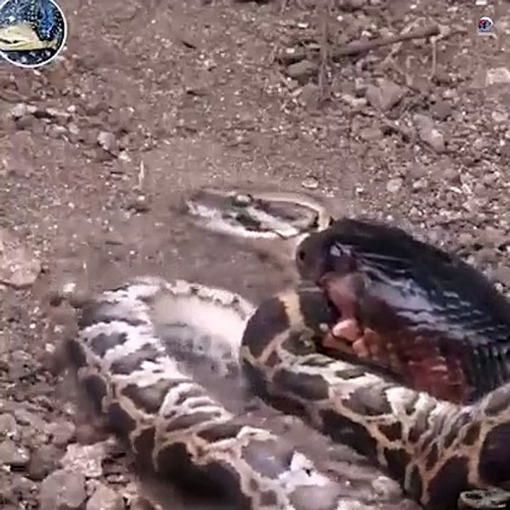 Snake vs Snake Fight - video Dailymotion