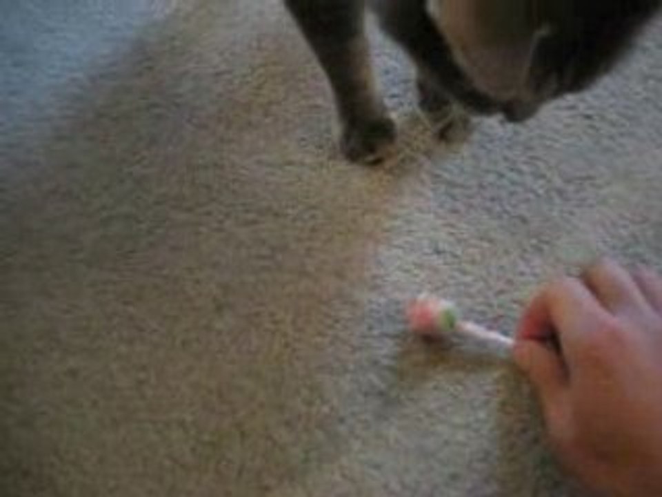 my cat can fetch