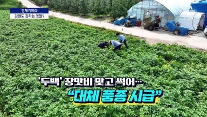 [경제카메라]청주 망고·지리산 바나나…과일이 바뀌었다