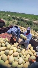 Görüntüler infiale neden oldu! Devlet nerede!