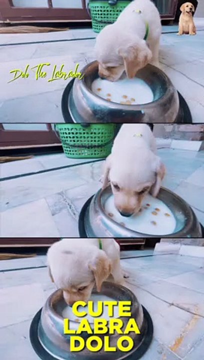 CUTE LABRADOR DOLO #shorts