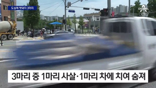 주차장 휘저은 멧돼지…3마리 중 1마리 사살