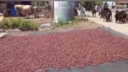 ದಾವಣಗೆರೆ: ಮತ್ತೆ ಬೆಲೆ ಹೆಚ್ಚಿಸಿಕೊಂಡ ಅಡಿಕೆ