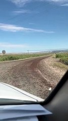 Essaims de cricket dans le Colorado