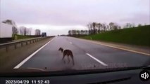 Başıboş köpeğin sebep olduğu trafik kazası kameralara böyle yansıdı