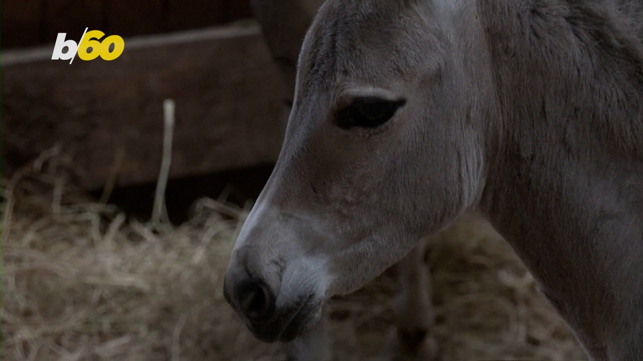 Rare Species of Donkey Showing Hope For Survival